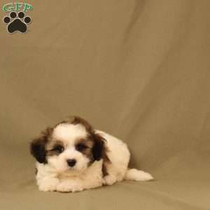 Quinn, Maltipoo Puppy